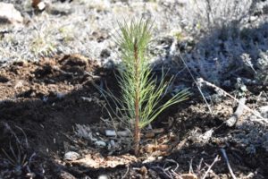 One Tree Planted Rock the Kid Kinderkleider Wickelrucksack Sunveno